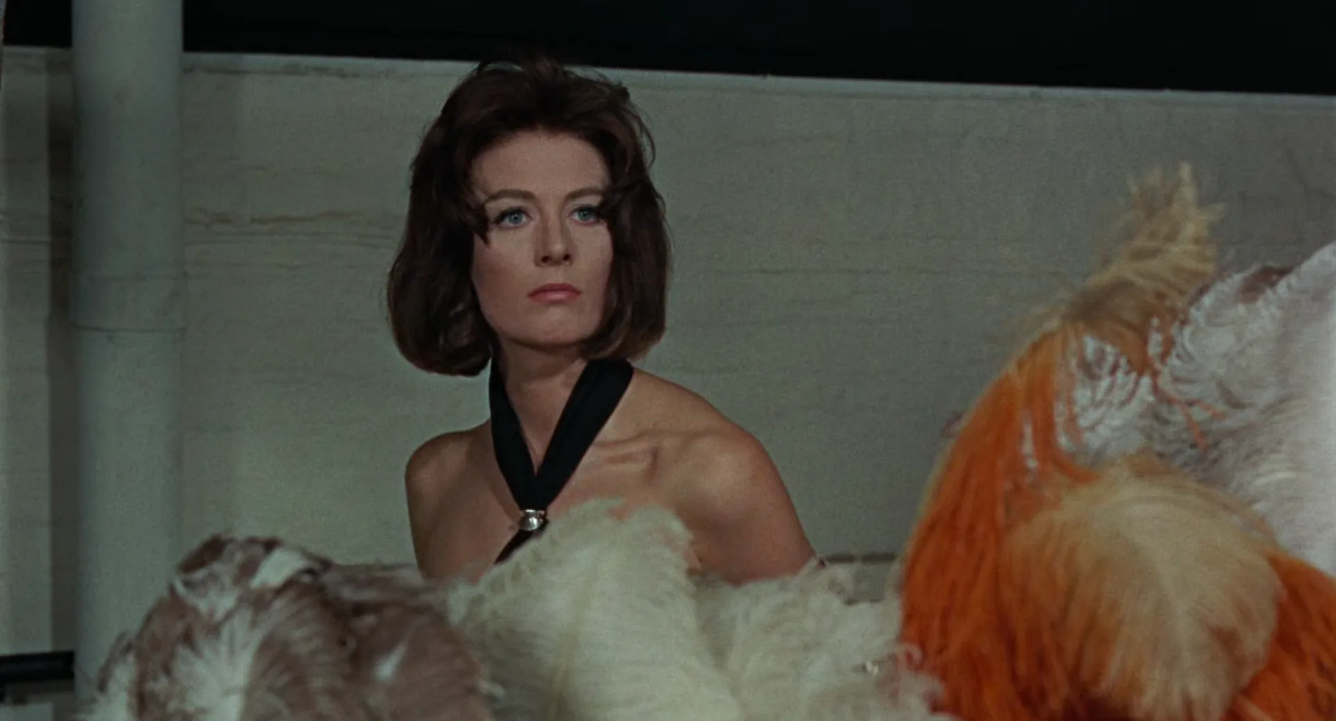 Thomas examining the blown-up photographs